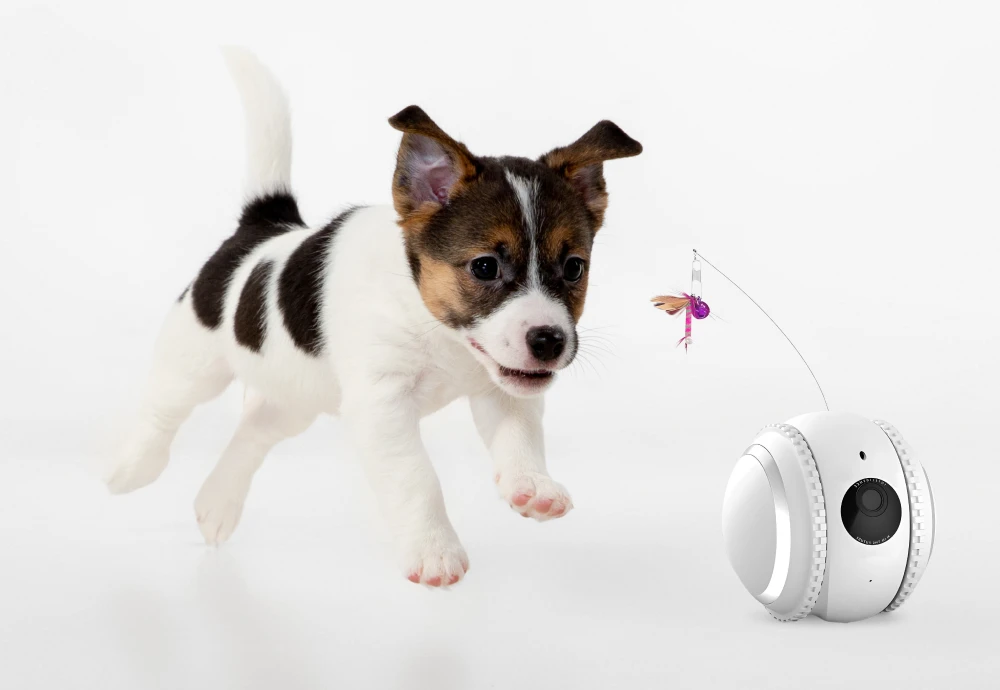 best interactive pet camera